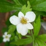 Anemone canadensis Flor