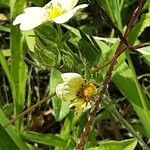 Potentilla recta बार्क (छाल)