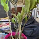 Zamioculcas zamiifolia Blatt