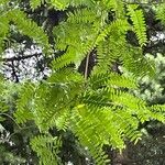 Gleditsia sinensis Blad