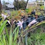 Gladiolus murielae Flower