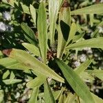 Globularia salicina 葉