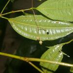 Clidemia ombrophila 葉