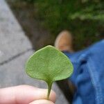 Claytonia rubra Blatt