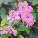 Rubus ulmifoliusŽiedas