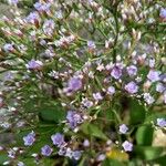 Limonium carolinianum Blomst