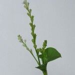 Microtea debilis Altul/Alta