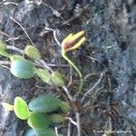 Bulbophyllum ngoyense Habit