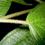 Clidemia japurensis 樹皮