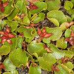 Salix herbacea Fruit