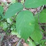 Rubus nigricans Fuelha