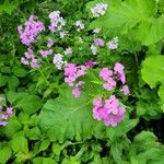 Hesperis matronalisBlomst