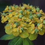 Euphorbia palustris Цвят