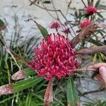 Telopea speciosissima 花
