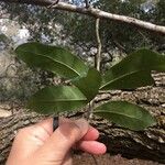 Quercus virginiana Frunză