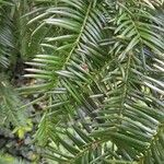 Torreya californica Folha