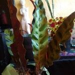 Calathea lancifolia Hoja