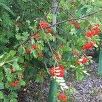 Sorbus aucupariaПлод