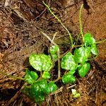 Peperomia pellucida Leaf