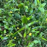 Goodenia ovata Blad