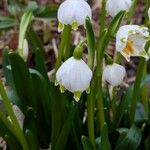 Leucojum vernum Çiçek