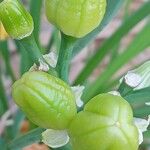 Hemerocallis lilioasphodelus Gyümölcs