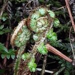 Polystichum braunii Leaf