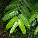 Laetia procera Leaf