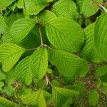 Viburnum plicatum Ліст