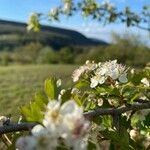 Crataegus monogynaVirág