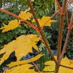 Acer platanoides Συνήθη χαρακτηριστικά