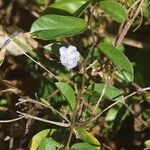 Evolvulus convolvuloides Hábito