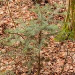 Abies alba Habitus