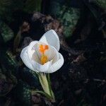 Crocus flavus Λουλούδι