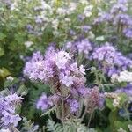 Phacelia tanacetifoliaFlower