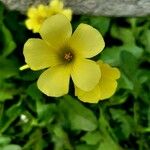 Oxalis pes-capraeപുഷ്പം