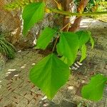 Erythrina herbacea Folio