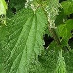 Urtica gracilenta Лист