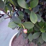 Clusia orthoneura Flor