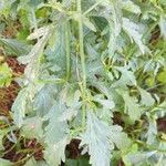 Verbena officinalis Leaf