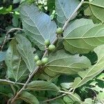 Celtis iguanaea 果實