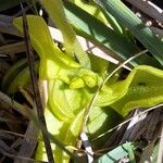 Pinguicula hirtiflora Leaf