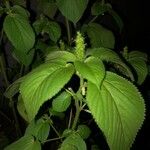 Laportea canadensis Flor