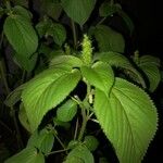 Laportea canadensis Flower