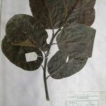 Litsea monopetala その他の提案