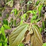 Microcos paniculata Feuille