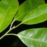 Aspidosperma desmanthum Hoja