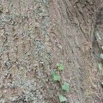 Acer cappadocicum বাকল
