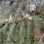 Thuja plicata 叶