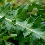 Cirsium arvense Blad